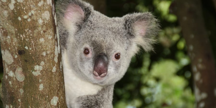 増えすぎたコアラを避妊処置で減らせ