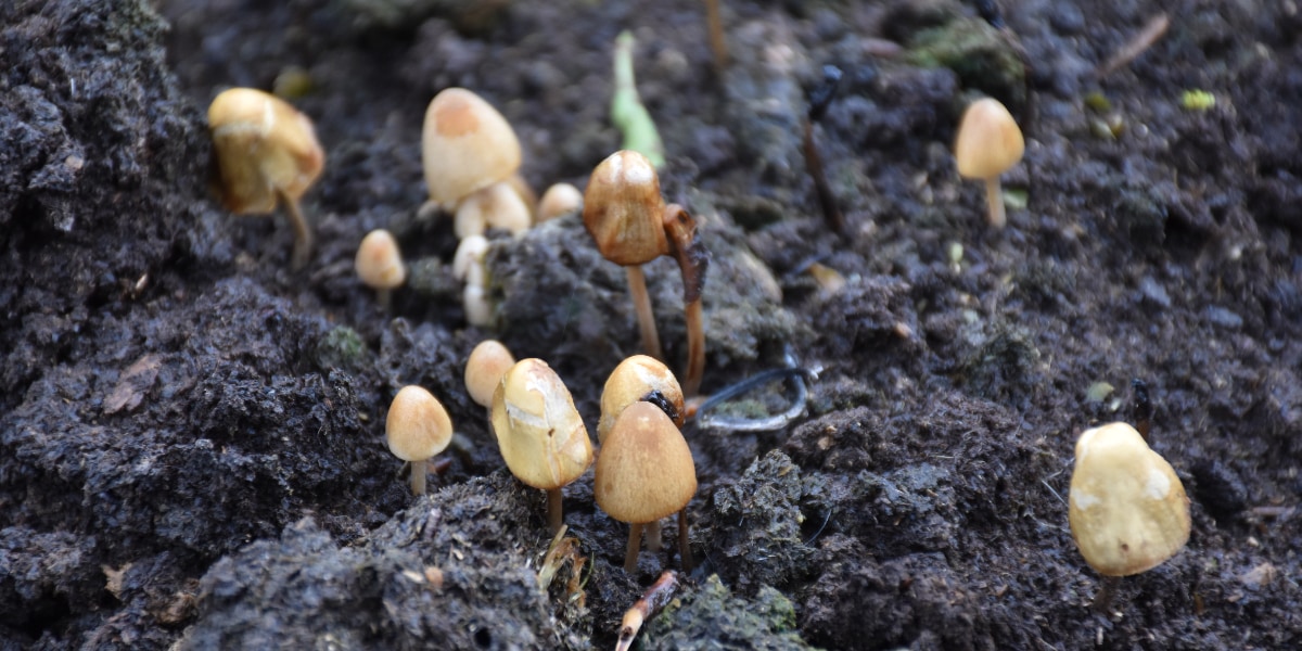 「人にはドラッグ、虫には毒」マジックマッシュルームの二つの顔