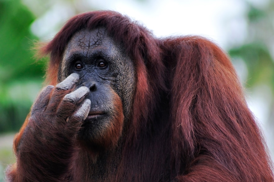 絶滅危惧のオラウータン3頭が野生へ帰る【最大10年のリハビリを経て】