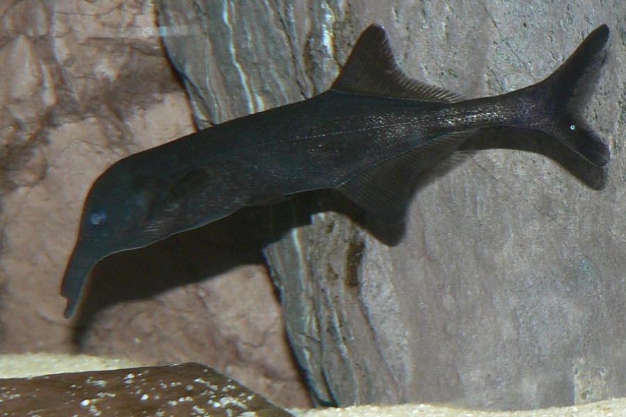 電気で会話する魚、成長で「声変わり」――その裏で動く7000の遺伝子