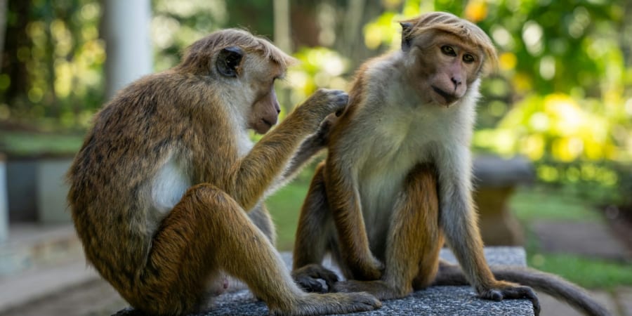 過酷な世界ほど増える、不思議な同性愛的行動