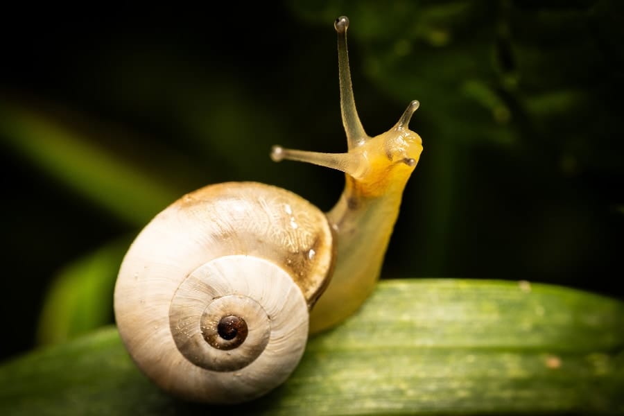 カタツムリの血から冬眠誘発物質を抽出して人工合成することに成功