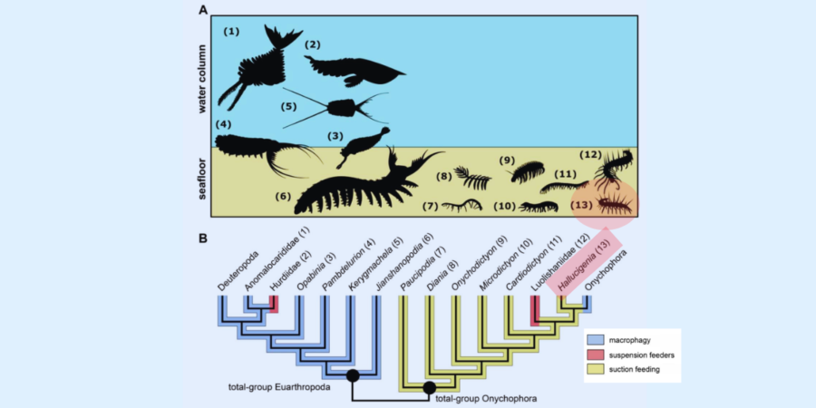 ハルキゲニアの位置