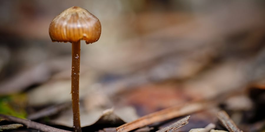 人のトリップは、キノコと虫の戦いの“副産物”かもしれない