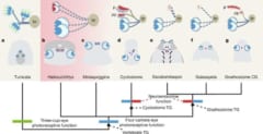 初期脊椎動物の視覚系の進化図
