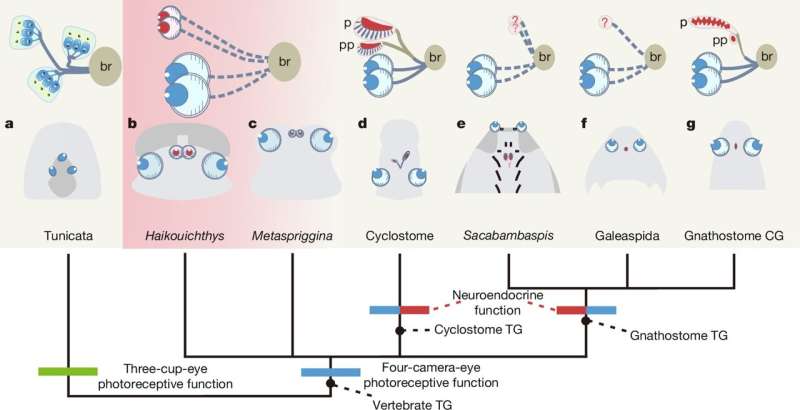 初期脊椎動物の視覚系の進化図