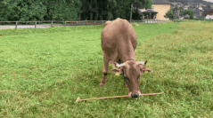 デッキブラシを孫の手として使っている牛