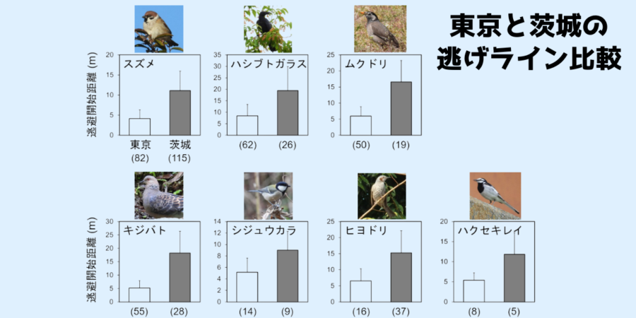 東京のスズメは大胆だった