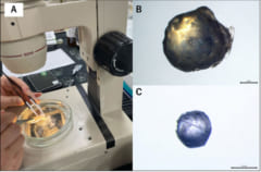 カツオの眼球から「回遊履歴」を推定する手法を開発！の画像 2/2