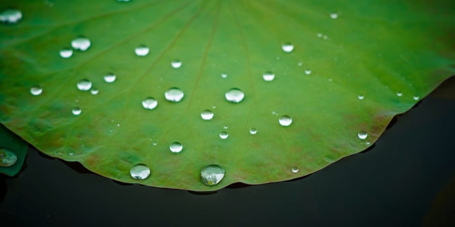 ハスの葉とアメンボに学ぶ「水をはじく」ことで生まれる浮力