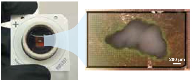 電極にのせられた脳オルガノイド