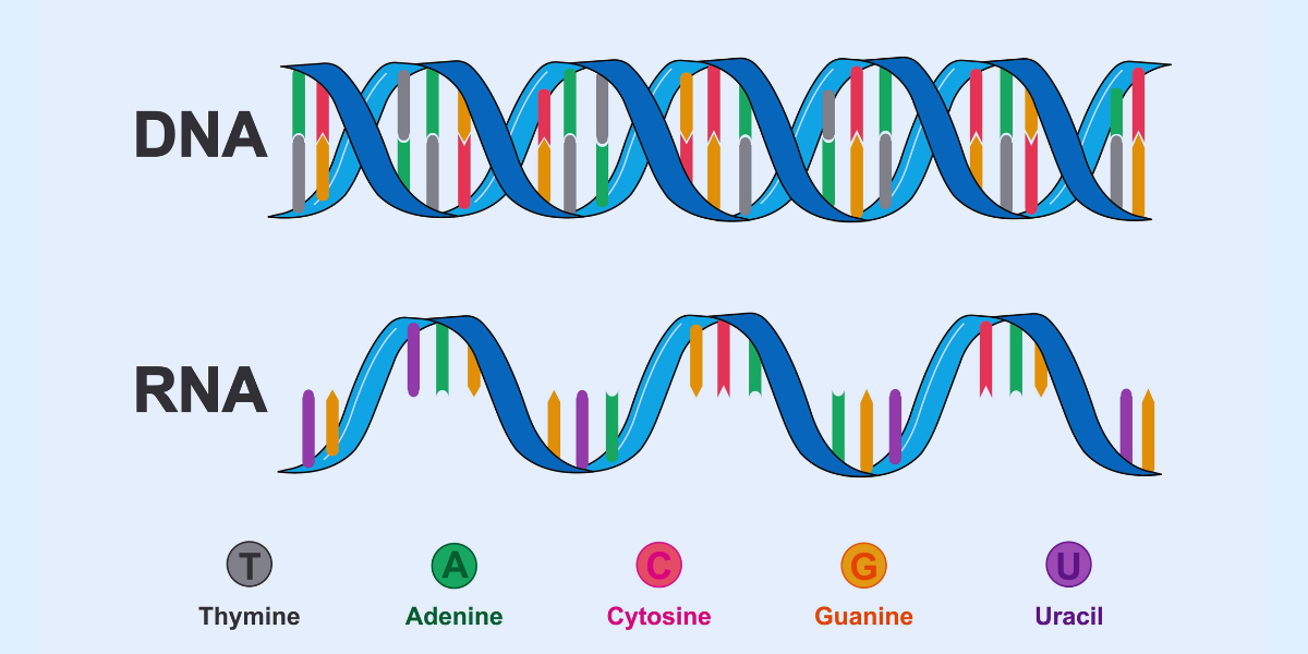 地球最初の生命の遺伝情報はより扱いやすいRNAに刻まれていたと考えられています