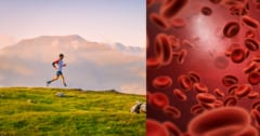 高地では赤血球が糖を吸収し、糖尿病を予防するの画像 1/1