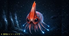 新種の深海生物を28種発見、なぜかVHSテープもの画像 1/1