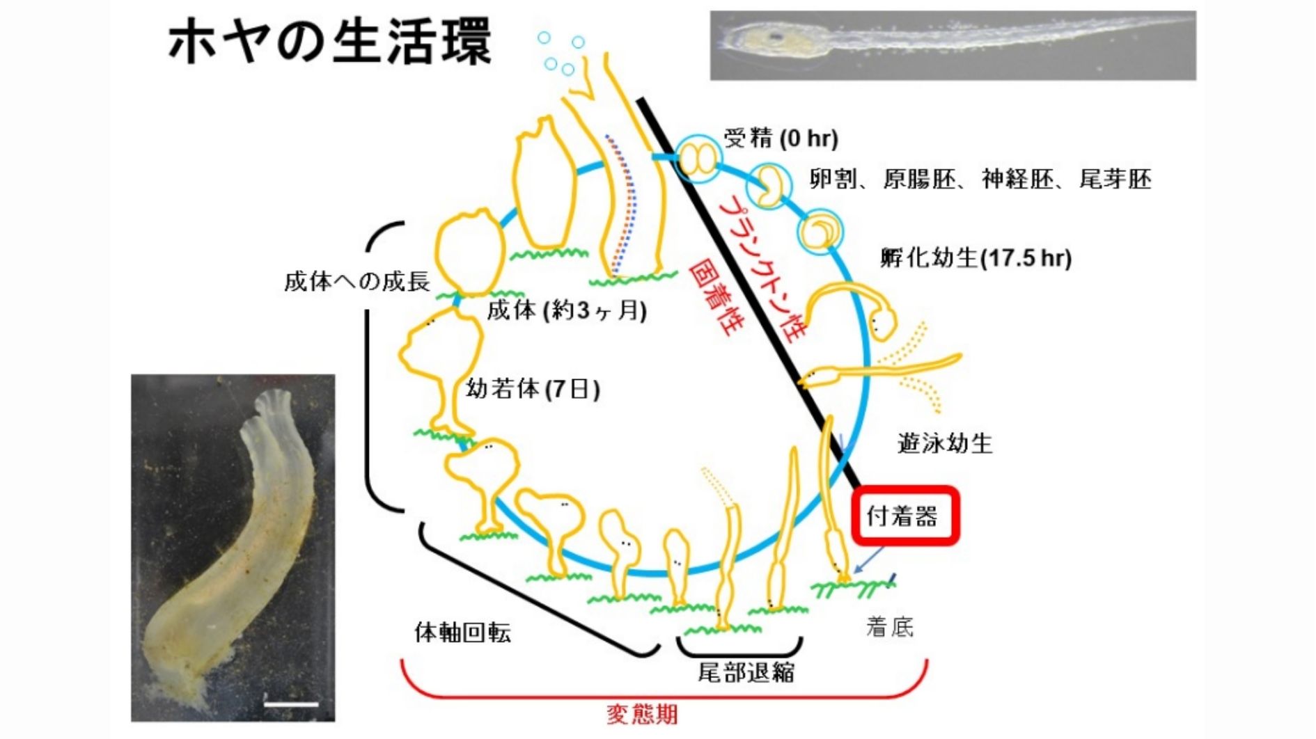 ホヤは脊索動物の中まで私たち脊椎動物に非常に近い種類です。しかし大人になるとその形態は劇的に変化し脳なども溶かして脊索動物に見えないものになります