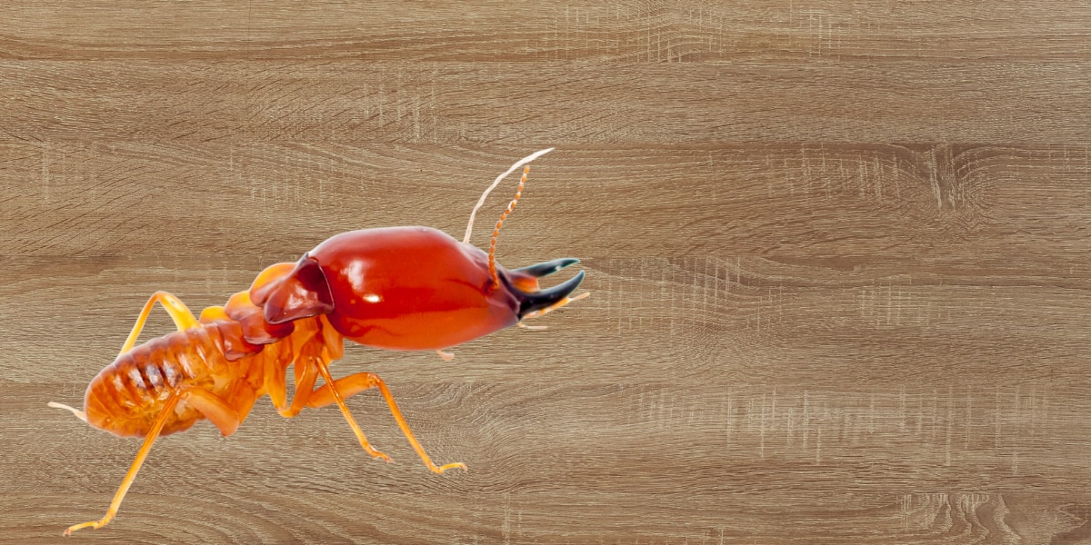 シロアリはアリではなく、社会化したゴキブリ