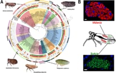 最小のゲノムを持つ生命体を発見