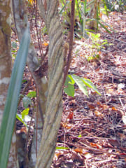 先住民の薬物に「PTSDへの治療効果」がある可能性の画像 2/2