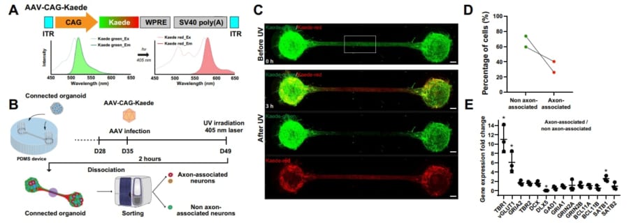 つながる脳オルガノイド