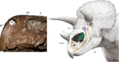トリケラトプスの巨大な鼻は「脳のラジエーター」として機能していたの画像 1/1