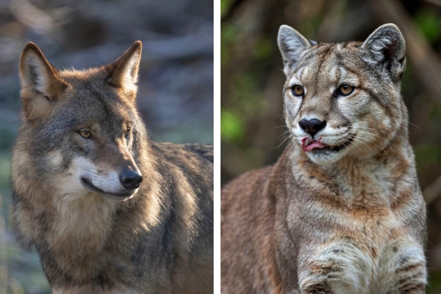 狼とピューマ、2種の「頂点捕食者」は成立する？”ある方法”で共存していた