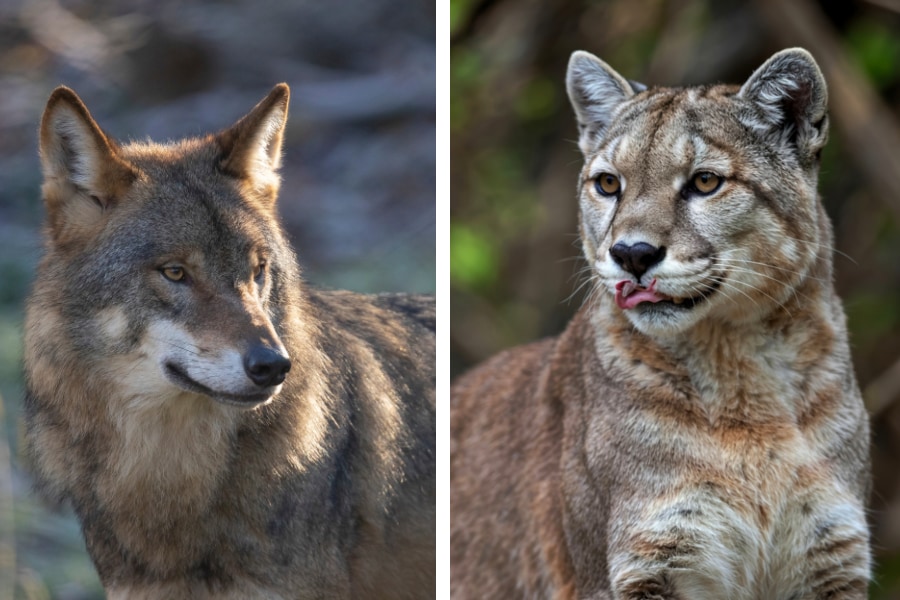 狼とピューマ、2種の「頂点捕食者」は成立する？”ある方法”で共存していた