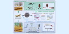遺伝子を断捨離する逆進化で大帝国を作った生物