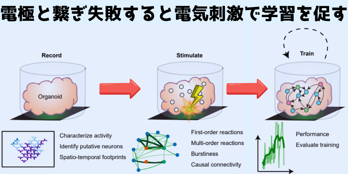 目も耳もない人工培養脳が失敗から学んでいく様子