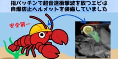 指パッチンで超音速衝撃波を放つエビは自爆防止ヘルメットを装備していたの画像 1/3
