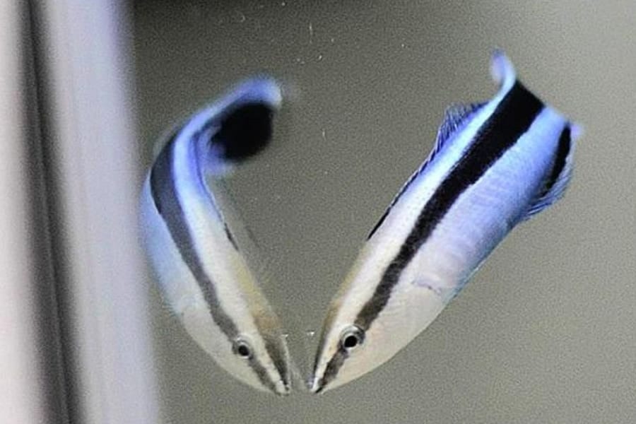鏡を渡したら魚が30分で「自分いじり」を始めた