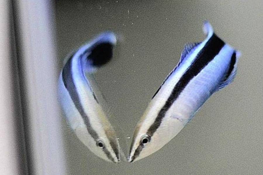 鏡を渡したら魚が30分で「自分いじり」を始めた