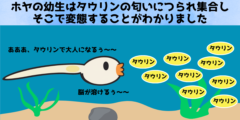 海のオタマジャクシ、タウリンの匂いで変態していた