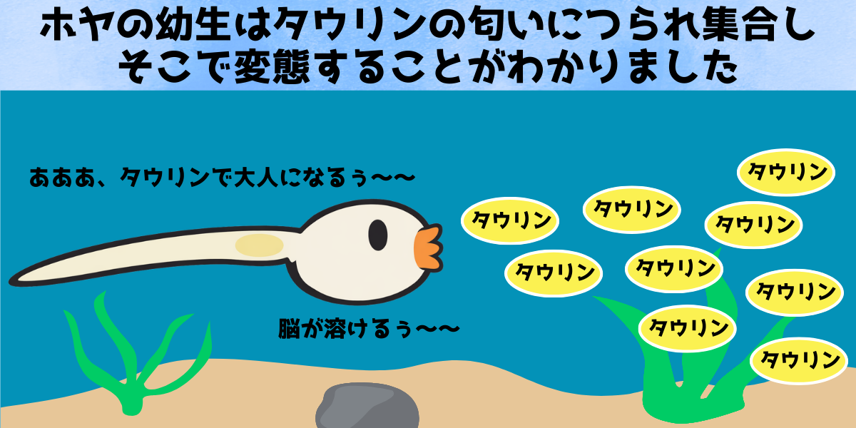 海のオタマジャクシ、タウリンの匂いで変態していた
