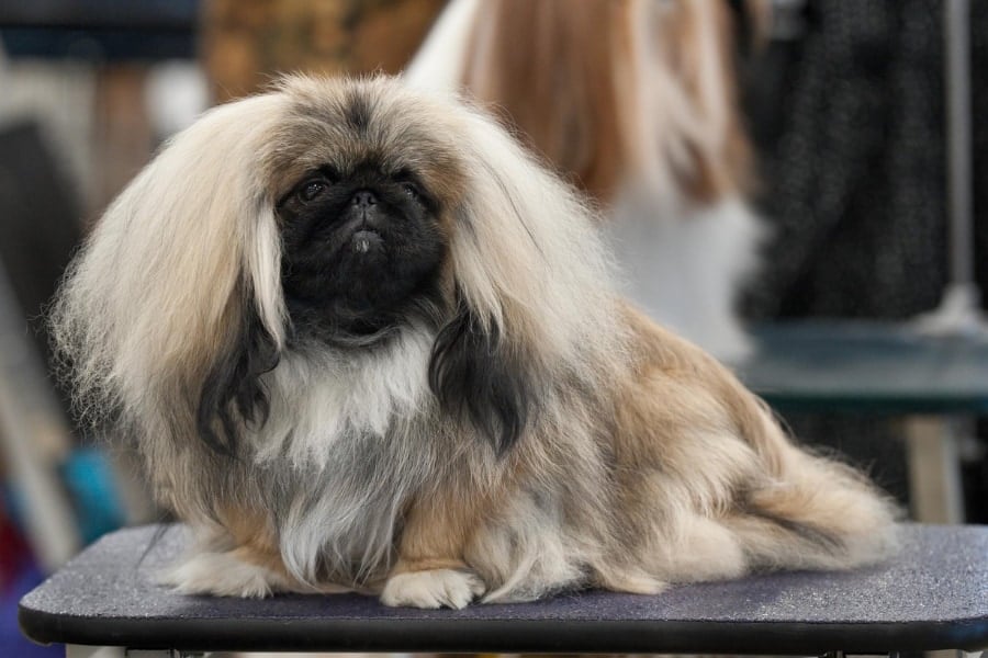 呼吸障害の発症リスクが高い「12の犬種」が判明 - ナゾロジー