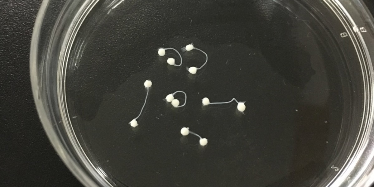 脳オルガノイドを神経で繋ぐ