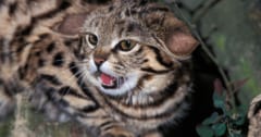 「アフリカ最小の猫」の生存戦略を解明――”ある動物”の巣穴を借りているの画像 1/1
