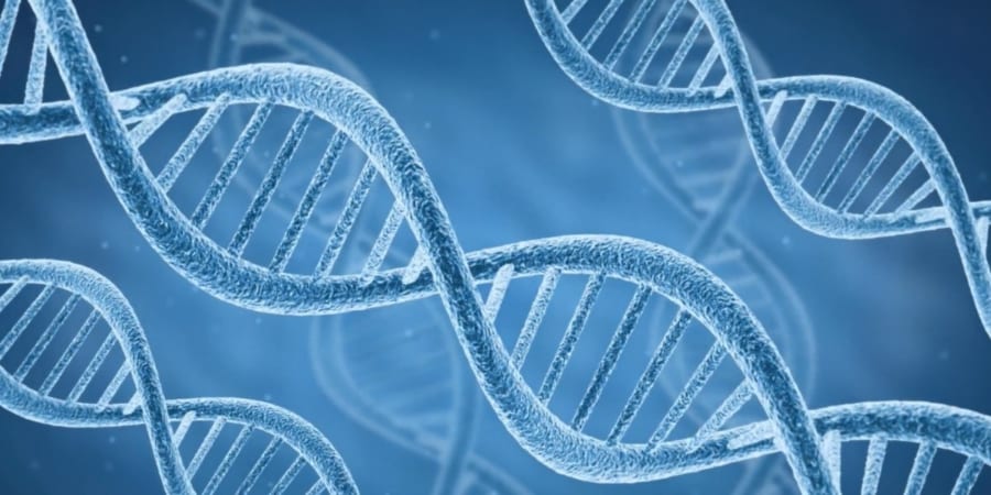 旅人遺伝子を濃く持つ人は優秀に見える