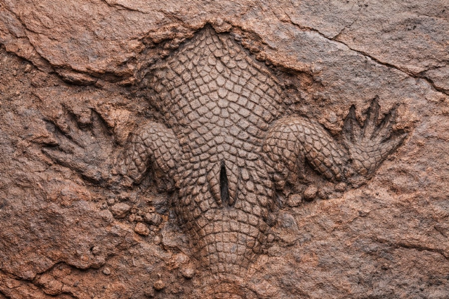 約3億年前の「世界最古のお尻の穴」の化石を発見