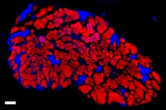 半分生命で半分細胞部品のような存在をどう定義すればいいのか？
