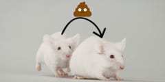 老マウスの「うんち」は若いマウスの生殖能力を高める