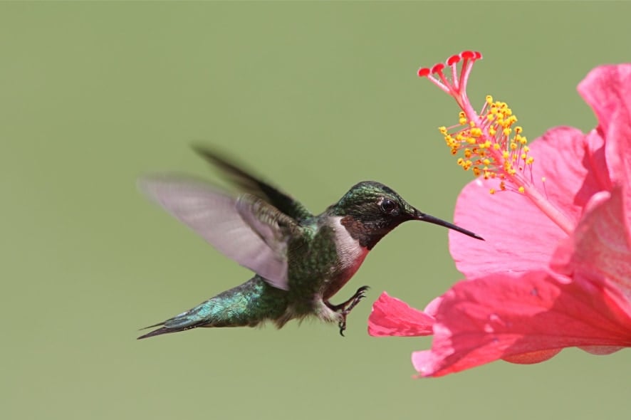 ハチドリは「1日1杯」相当のアルコールを摂取している