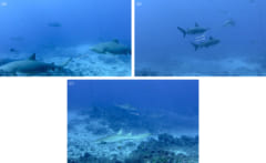 オオメジロザメは「メスの友達」を作ると判明、なぜ「メス」なのか？の画像 2/2