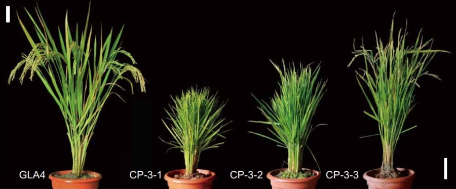 稲を若返らせる遺伝子の秘密