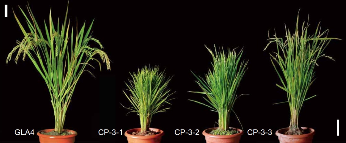 稲を若返らせる遺伝子の秘密