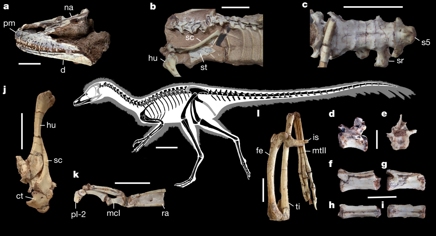鶏よりも軽いミニ恐竜は何を食べていたのか？