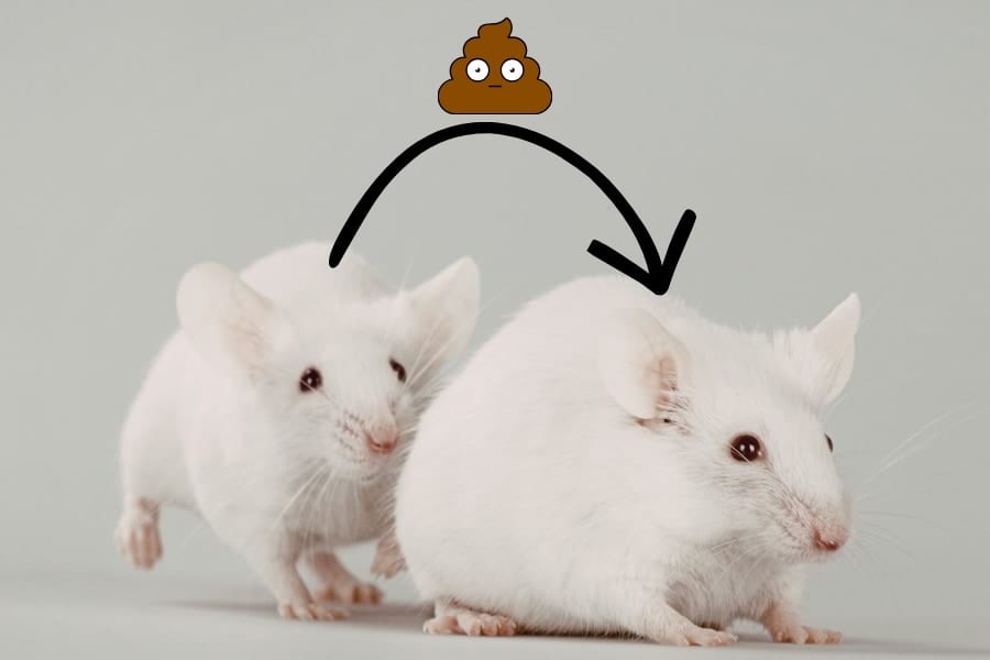 老マウスの「うんち」は若いマウスの生殖能力を高める