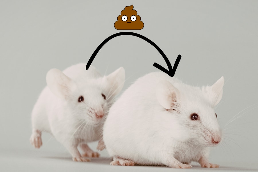 老マウスの「うんち」は若いマウスの生殖能力を高める