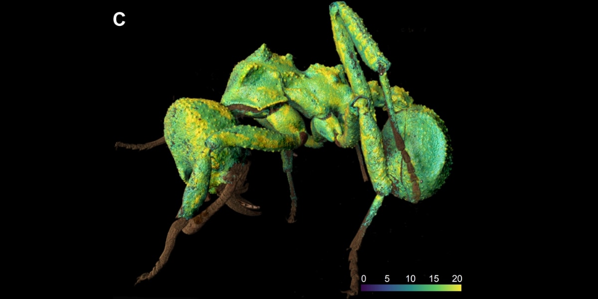 巣の空気は本当に“鎧”になっていたのか？