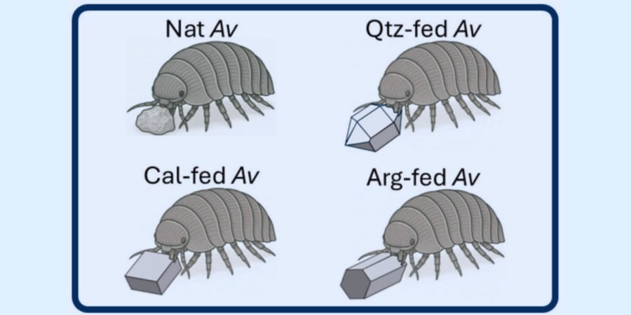 ダンゴムシは食べた鉱石をどうしているのか?