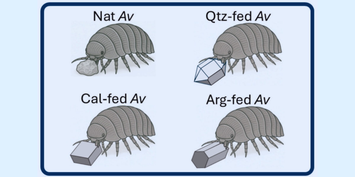 ダンゴムシは食べた鉱石をどうしているのか？